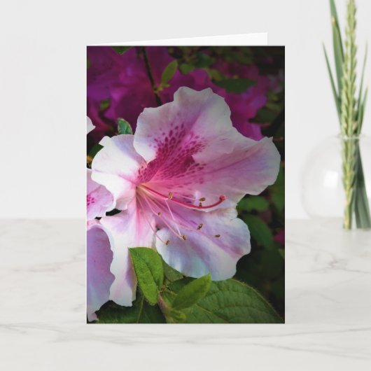 Azalea, Karte (Vorderseite)