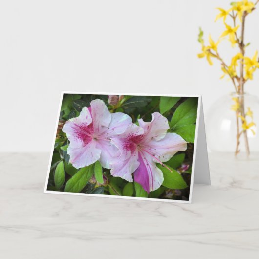Azalea, Karte (Gelbe Blume)