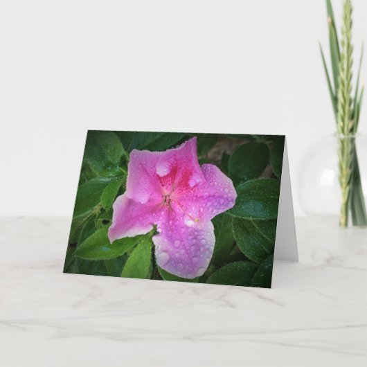 Azalea, Karte (Vorderseite)