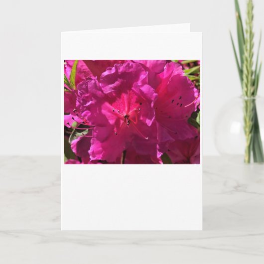 Azalea, Karte (Vorderseite)