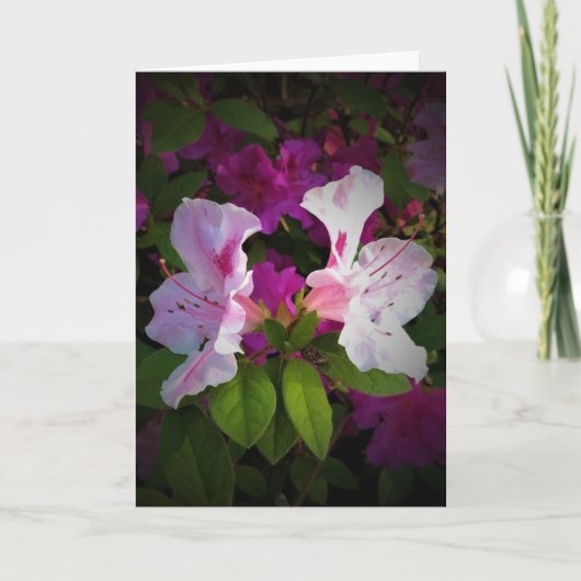 Azalea, Karte (Vorderseite)