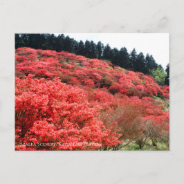 Azalea Landschaft:Postkarte Postkarte