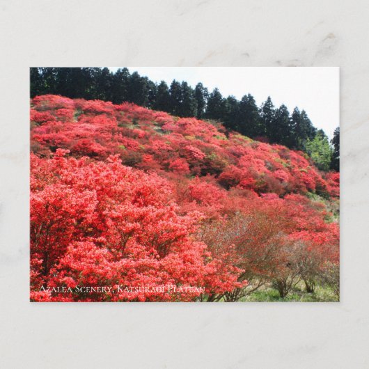 Azalea Landschaft:Postkarte Postkarte (Vorderseite)