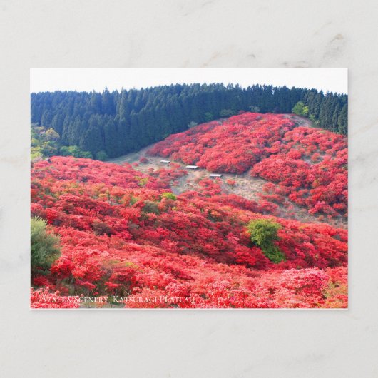 Azalea Landschaft:Postkarte Postkarte (Vorderseite)