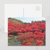 Azalea Landschaft [Postkarte] Postkarte (Vorne/Hinten)