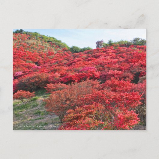 Azalea Landschaft [Postkarte] Postkarte (Vorderseite)