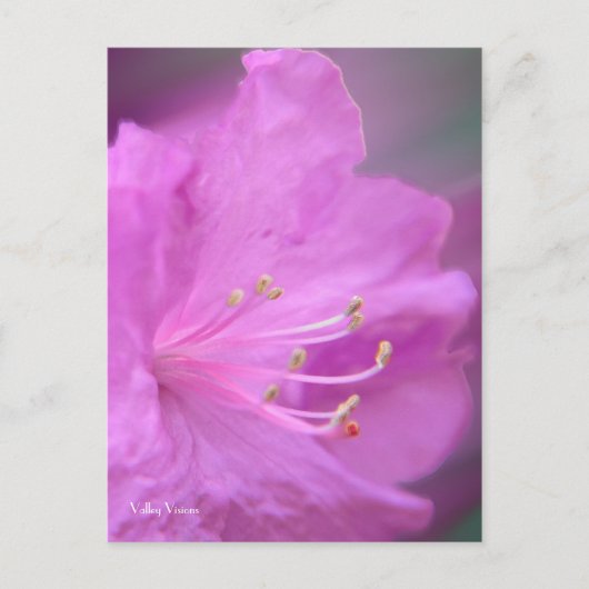 Azalea Nah-up Postkarte (Vorderseite)