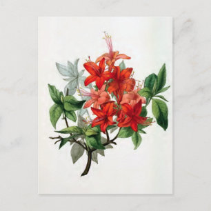 Azalea Nudiflora Vintage Blume Postkarte