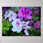 Azalea, Poster (Vorne)