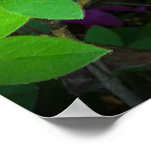 Azalea, Poster (Ecke)