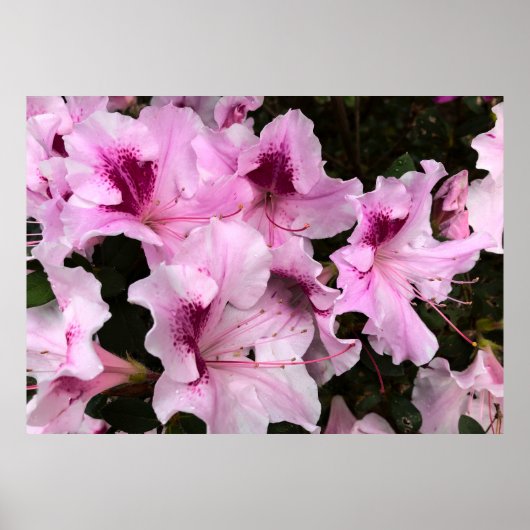 Azalea, Poster (Vorne)