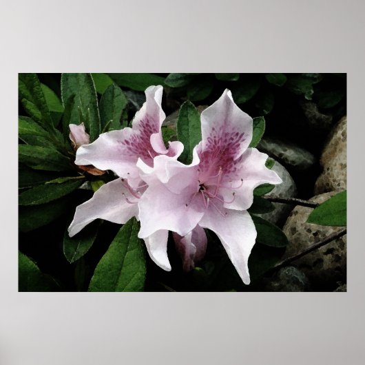 Azalea Poster (Vorne)