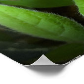 Azalea, Poster (Ecke)