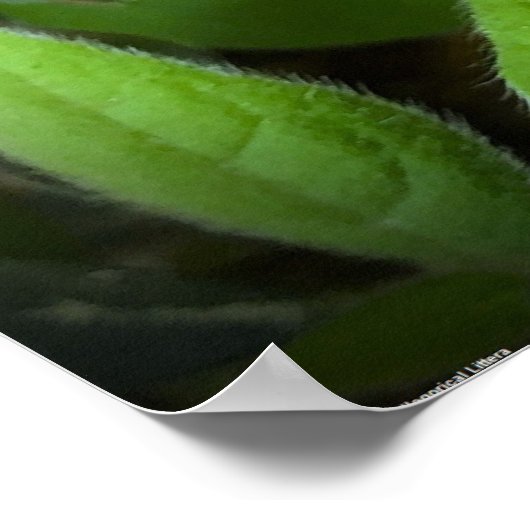 Azalea, Poster (Ecke)