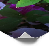 Azalea, Poster (Ecke)