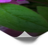 Azalea, Poster (Ecke)