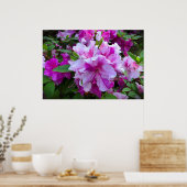 Azalea, Poster (Küche)