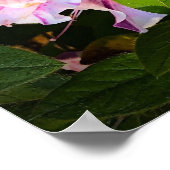 Azalea, Poster (Ecke)