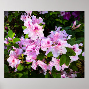 Azalea, Poster
