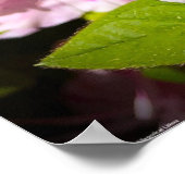 Azalea, Poster (Ecke)