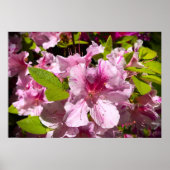 Azalea, Poster (Vorne)