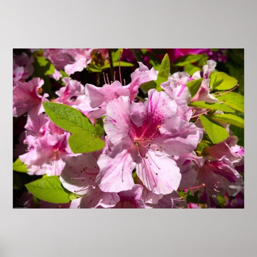 Azalea, Poster (Vorne)