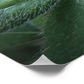 Azalea, Poster (Ecke)