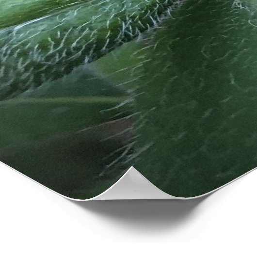 Azalea, Poster (Ecke)