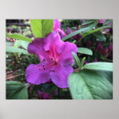 Azalea, Poster (Vorne)