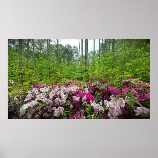 Azalea, Poster (Vorne)