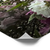 Azalea, Poster (Ecke)