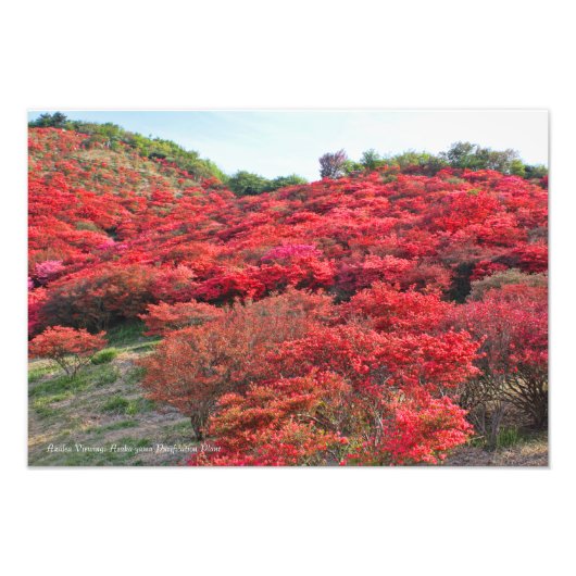 Azalea Scenery [Premium Silver Salt Paper] Fotodruck (Vorne)
