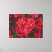 Azalea Stretched Canvas Print Leinwanddruck (Vorderseite)