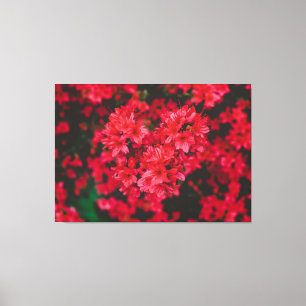 Azalea Stretched Canvas Print Leinwanddruck