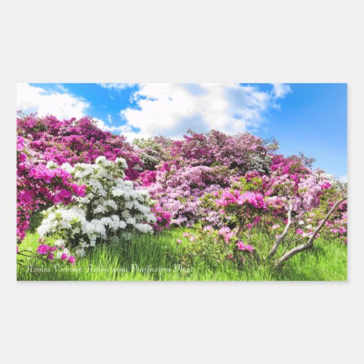 Azalea Viewing [Rectangular Seal] Rechteckiger Aufkleber (Vorderseite)