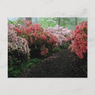 Azalea Walkway Postkarte