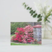 Azalea Wall Postkarte (Stehend Vorderseite)