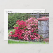 Azalea Wall Postkarte (Vorne/Hinten)
