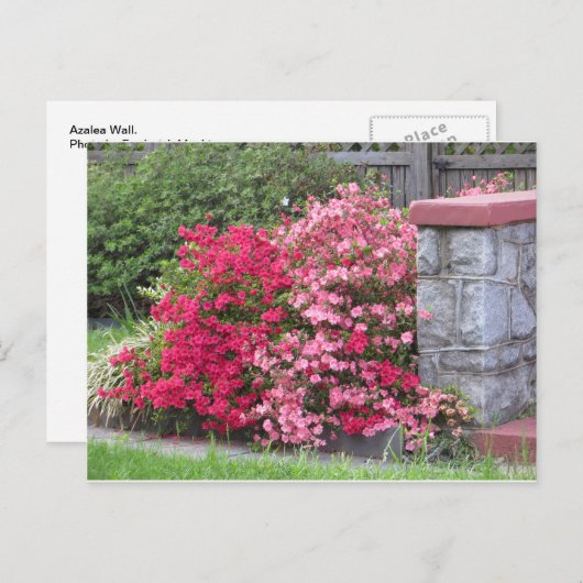 Azalea Wall Postkarte (Vorne/Hinten)
