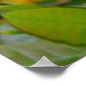 AZALEAS 10 Gelbe Azalea Blume Art Print Poster (Ecke)