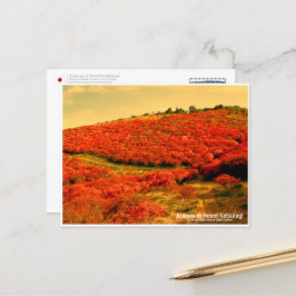 Azaleas at Mount Katsuragi ポストカード Postkarte