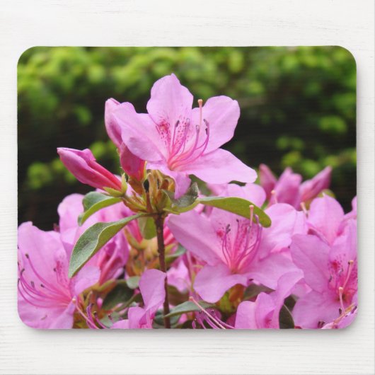 AZALEAS Azalea Blume MAUSPADS MOUSEPAD (Vorne)