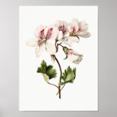 Azaleas Poster (Vorne)