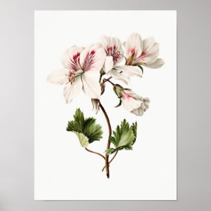 Azaleas Poster