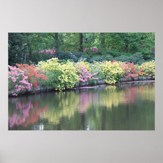 Azaleas Poster (Vorne)