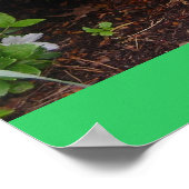 Azaleas Poster (Ecke)