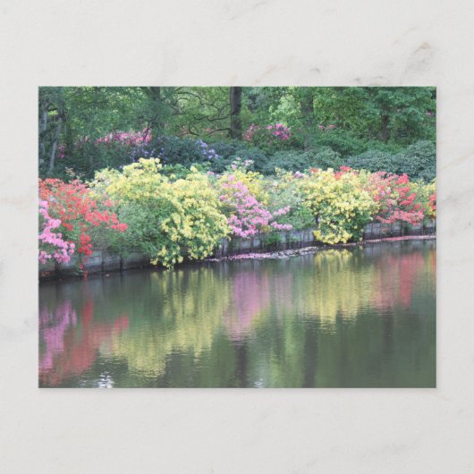 Azaleas Postkarte (Vorderseite)