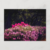 Azaleas Postkarte (Vorderseite)
