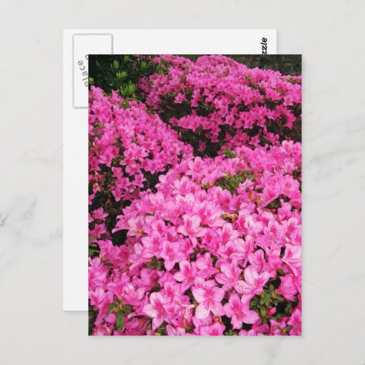 Azaleas Postkarte (Vorne/Hinten)