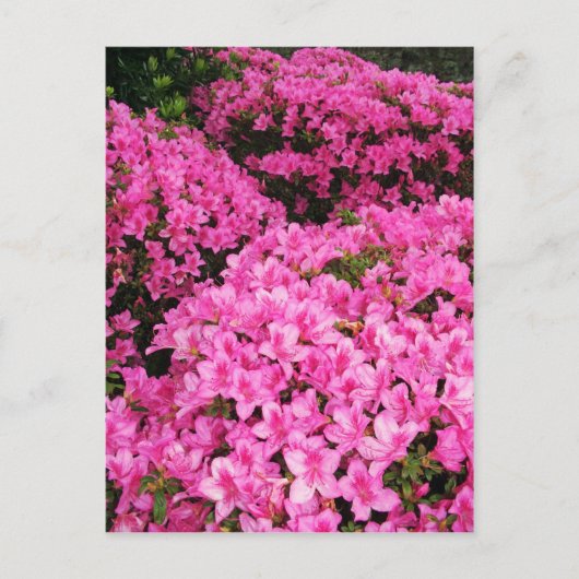 Azaleas Postkarte (Vorderseite)